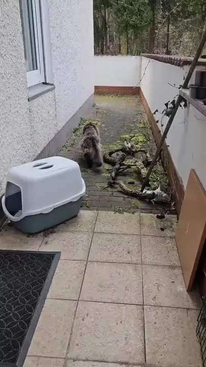 Still: a tomcat on a terrace next to a pet carrier